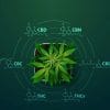 cannabinoides effets potentiels corps