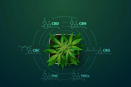 cannabinoides effets potentiels corps