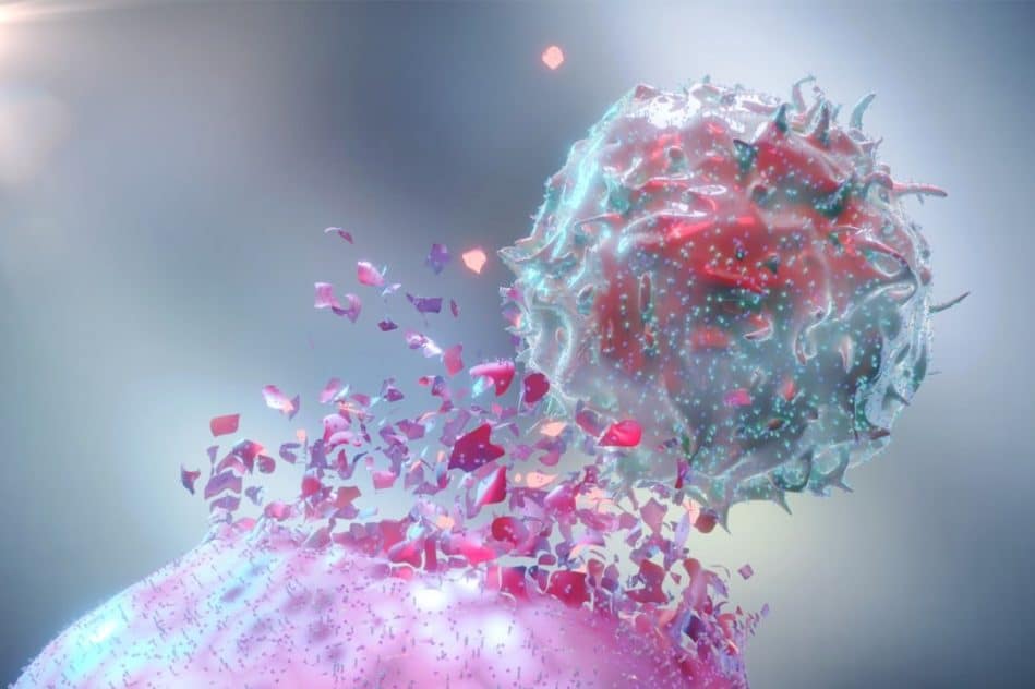 cellules genetiquement modifiees attaquent tumeurs epargnent cellules saines