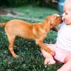 chiens genetiquement programmes pour socialiser avec humains naissance