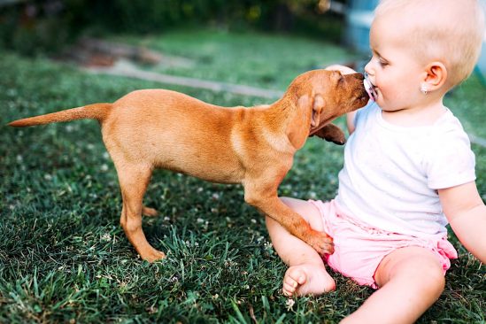 chiens genetiquement programmes pour socialiser avec humains naissance