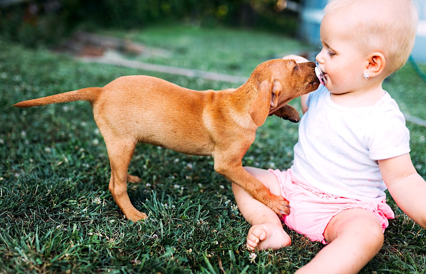 Les chiens seraient génétiquement programmés pour socialiser avec les  humains dès leur naissance