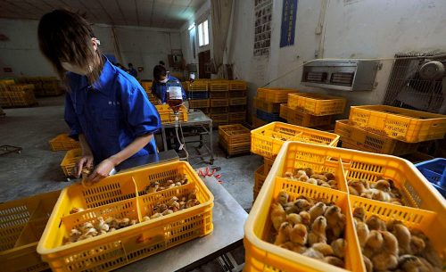 La Chine signale le premier cas humain connu de grippe ...