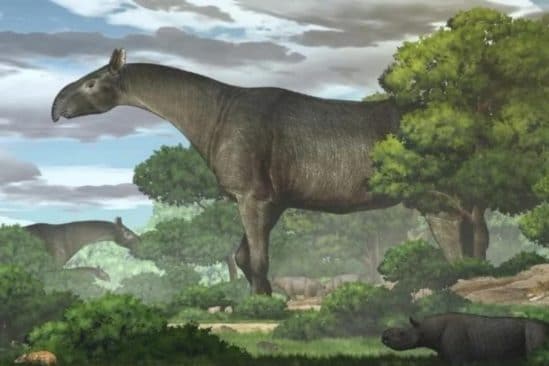 découverte fossile rhinocéros géant