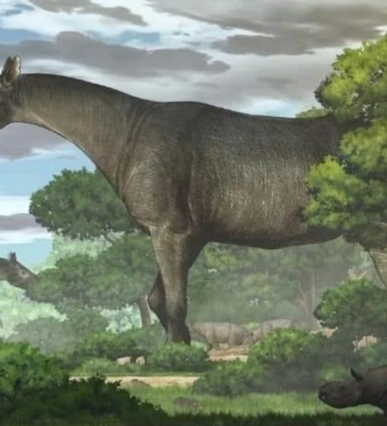 découverte fossile rhinocéros géant