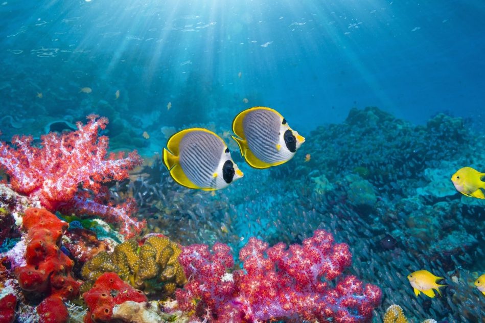effondrement ecosysteme oceanique pourrait menacer humanite 25ans
