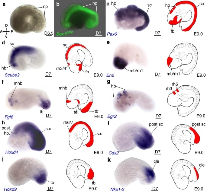 formation plaque neurale embryon souris