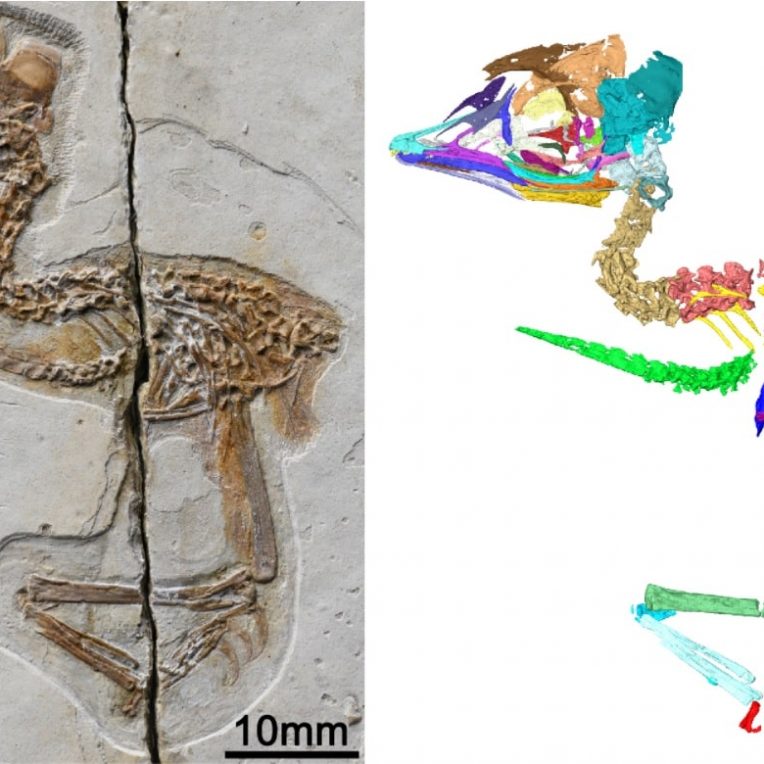 fossile oiseau dinosaure crane squelette couv