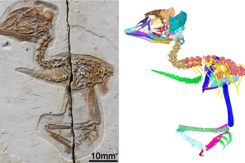 fossile oiseau dinosaure crane squelette couv