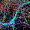 google cartographie echantillon cerveau humain comme jamais auparavant