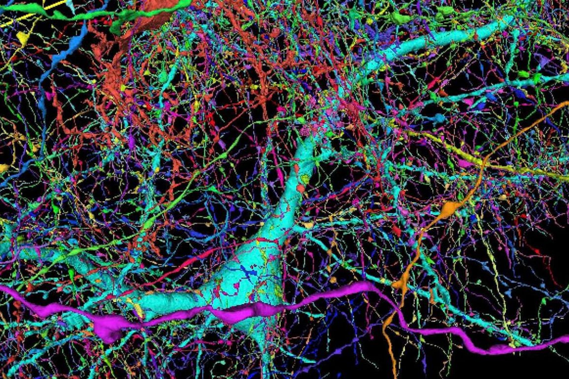 Pourquoi Le Moustique Viennent Près Des Oreilles La « molécule miracle » anti-COVID de l'Institut Pasteur est-elle si