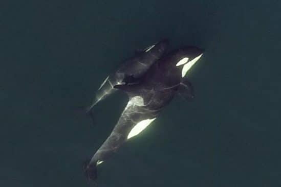 images drones motrent orques relations profondes amitie