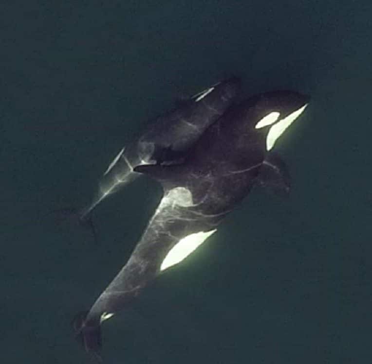 images drones motrent orques relations profondes amitie