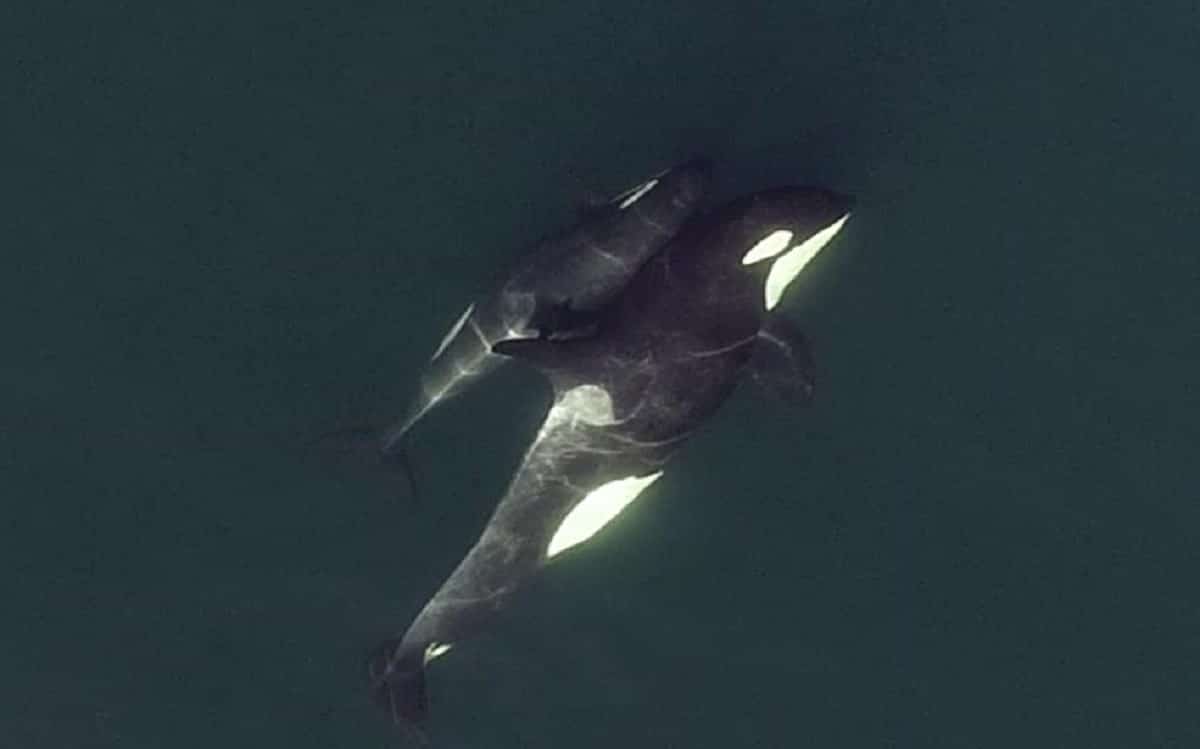 images drones motrent orques relations profondes amitie couv