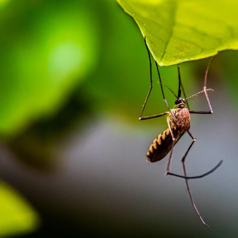 lutte dengue moustiques bactérie
