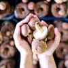 manger deux champignons par jour reduirait pres moitie risque cancer