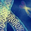 masse chromosome humain mesuree premiere fois