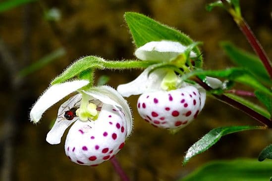 orchidees produisent faux pollen aussi nutritif que vrai