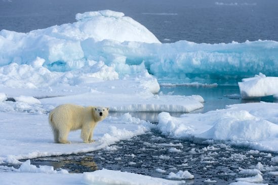 partie banquise arctique s amincit deux fois plus vite que prevu