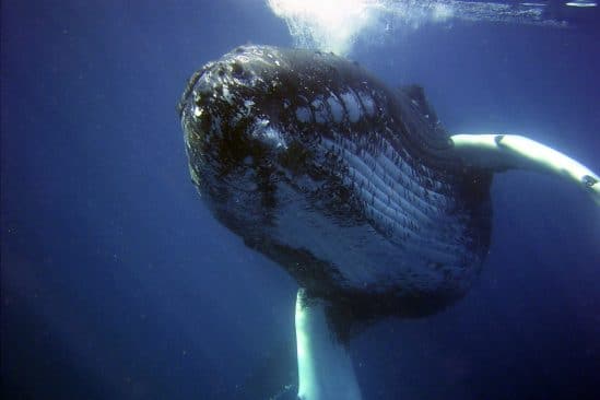 plongeur baleine à bosse