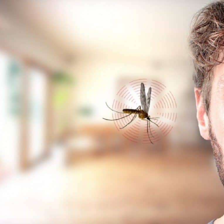 pourquoi moustiques bourdonnent pres oreilles