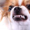 pourquoi petits chiens tendance agressifs