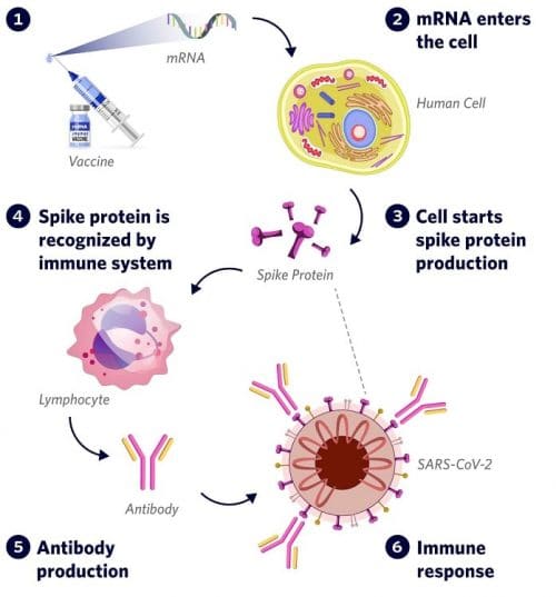 Phase II clinical trials begin for BioNTech’s cancer mRNA