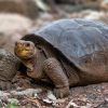 tortue geante consideree eteinte un siecle decouverte ile galapagos