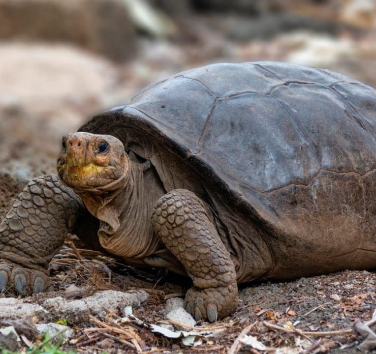 tortue geante consideree eteinte un siecle decouverte ile galapagos