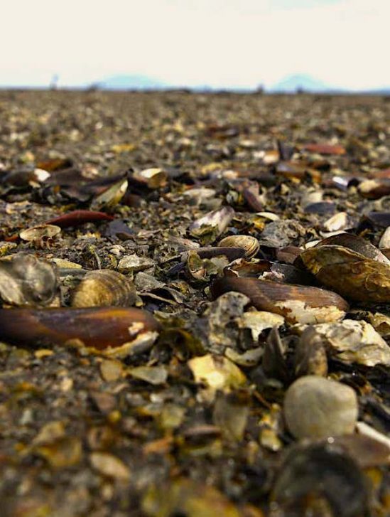 1 milliard creatures-marines cuites mort durant vague chaleur nord-ouest pacifique