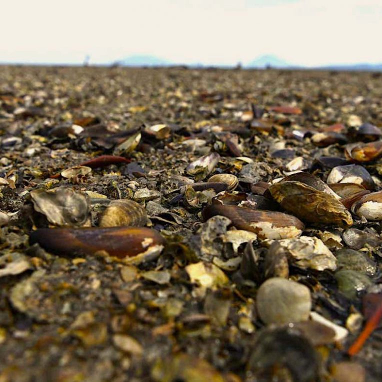 1 milliard creatures-marines cuites mort durant vague chaleur nord-ouest pacifique