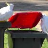 australie cacatoes decouvrent comment ouvrir poubelles en se copiant