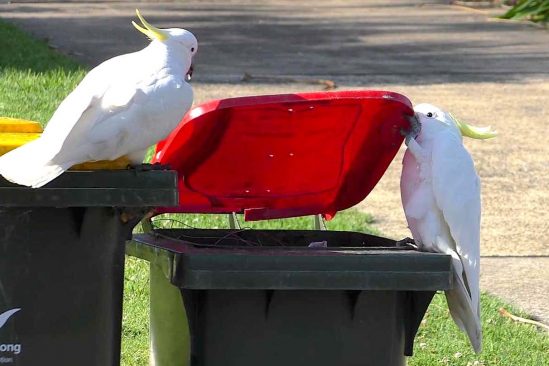 australie cacatoes decouvrent comment ouvrir poubelles en se copiant