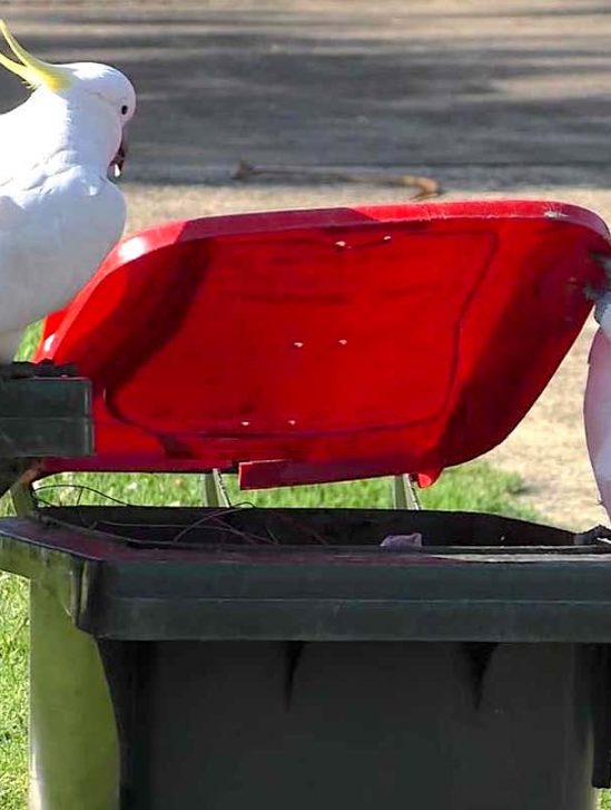 australie cacatoes decouvrent comment ouvrir poubelles en se copiant