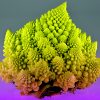 chercheurs decouvert secret developpement fractale choux romanesco