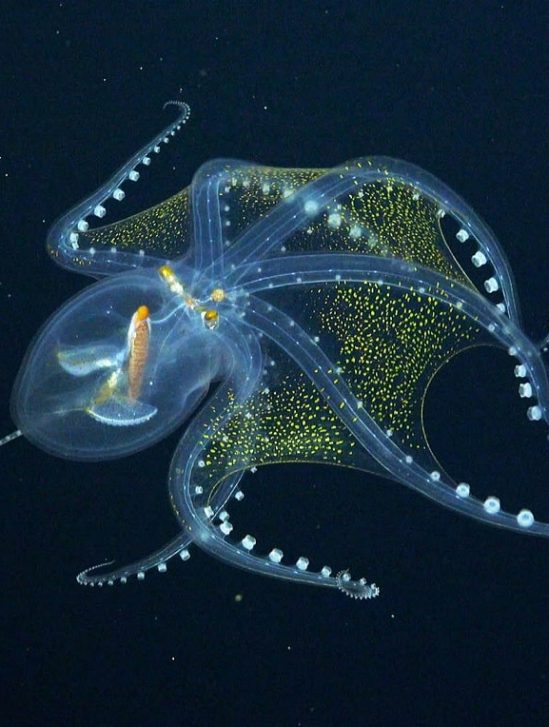 chercheurs rencontrent fascinante pieuvre verre pacifique