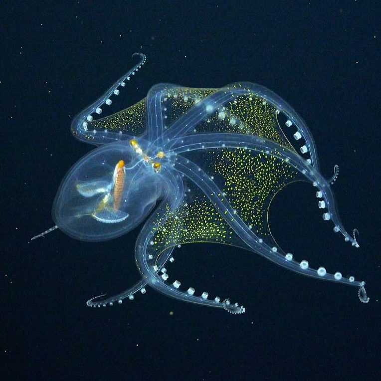 chercheurs rencontrent fascinante pieuvre verre pacifique