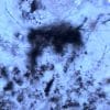 filaments fossiles vieux 3 milliards annees plus anciennes archees connues