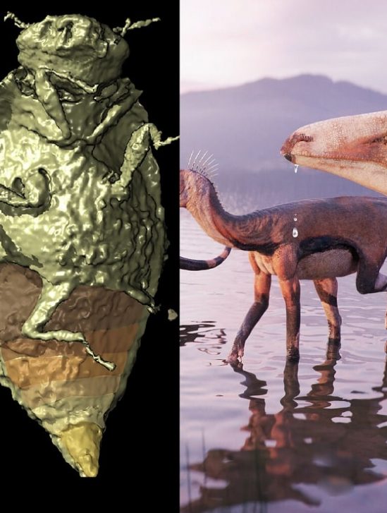 insectes fossilises trias retrouves execrement dinosaures