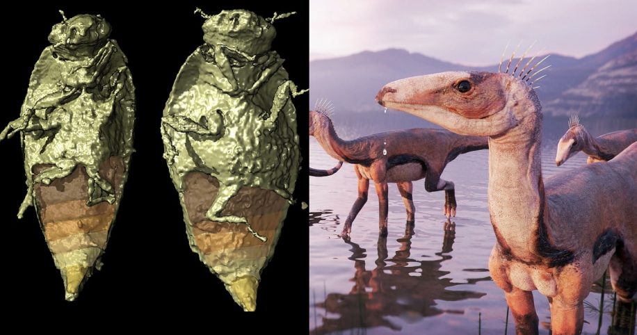 insectes fossilises trias retrouves execrement dinosaures