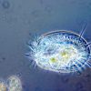organisme unicellulaire a developpe ordinateur mecanique naturel