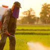 pesticides responsables lesions cerebrales enfants