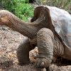 tortues geantes galapagos cacheraient cle resistance cancer