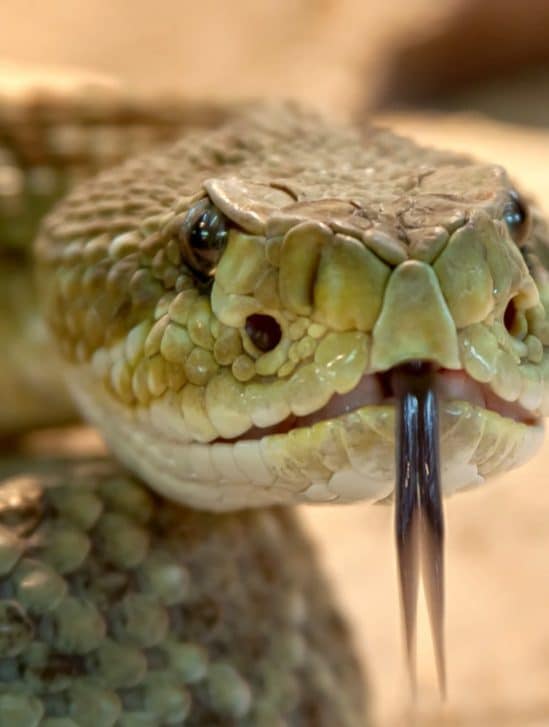 venin serpent bioadhésif plaies