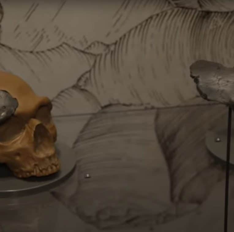 crâne néandertal doggerland