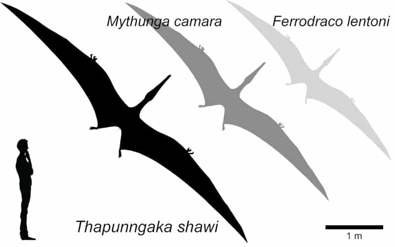envergure ptérosaures