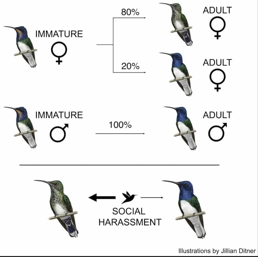 évolution plumage colibris