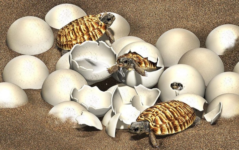 fossile oeuf embryon tortue crétacé