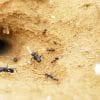 fourmis utilisent physique sol pour creuser tunnels un metre long qui durent decennies