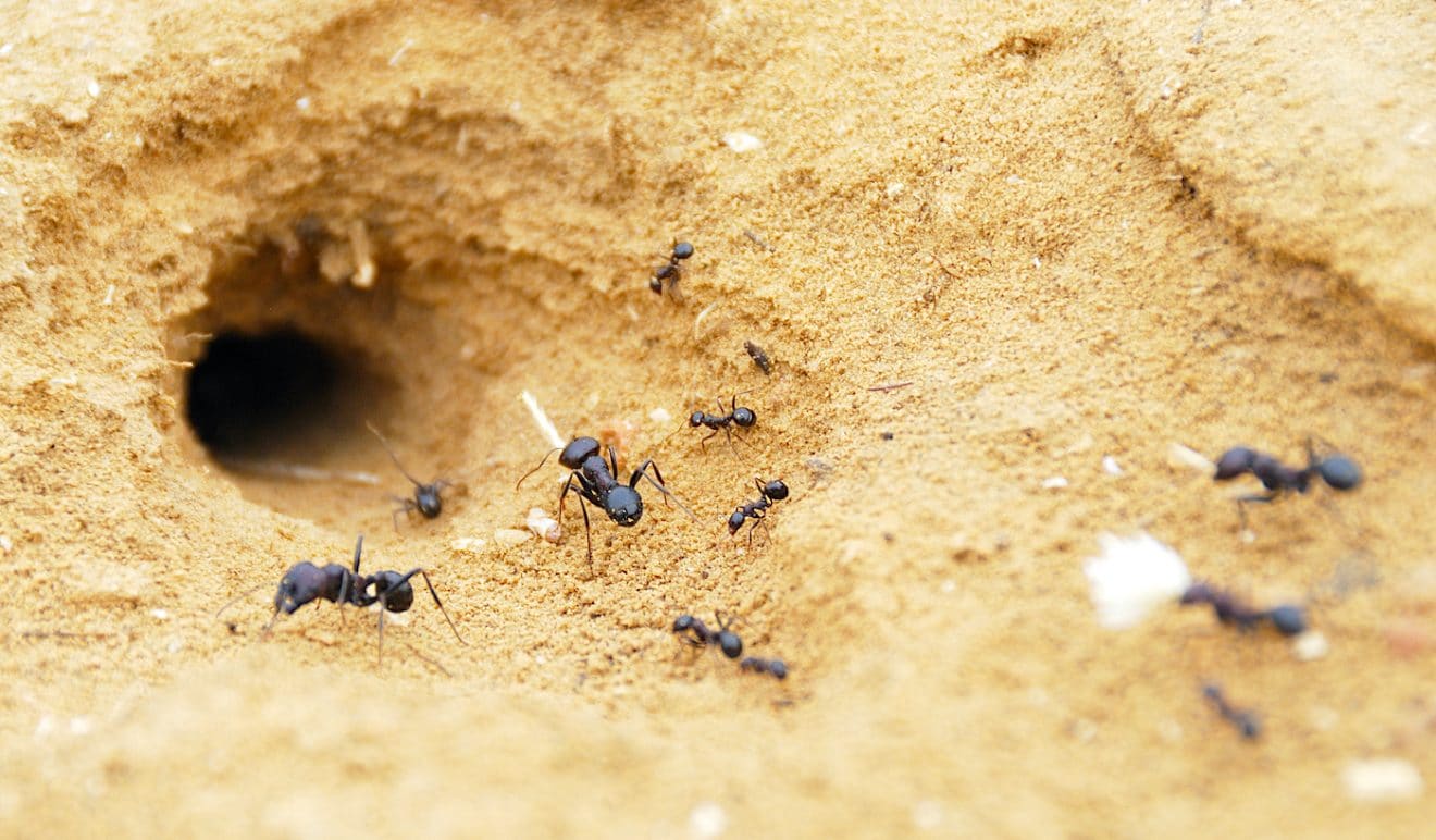Les fourmis exploitent brillamment la physique du sol pour creuser des tunnels qui durent des